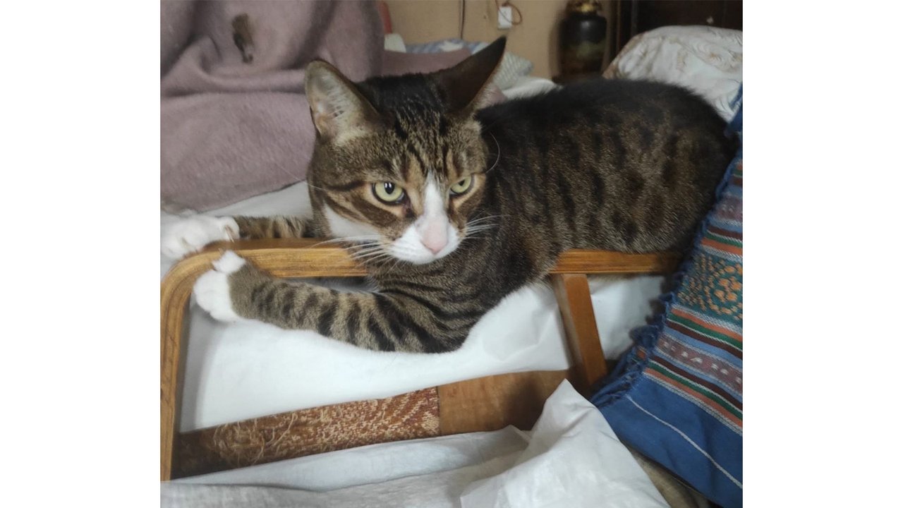 Кошка сотрудницы Эрмитажа Кошка сотрудницы Эрмитажа