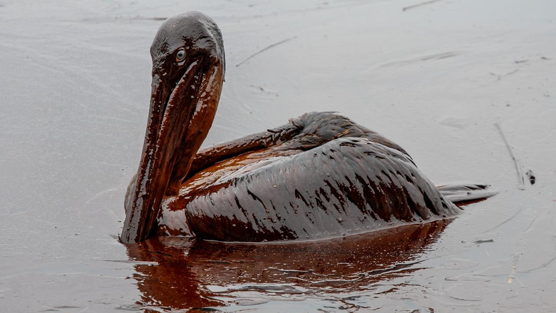 Источник: sciencemag.org (Пеликан, пострадавший от разлива нефти в Мексиканском заливе)