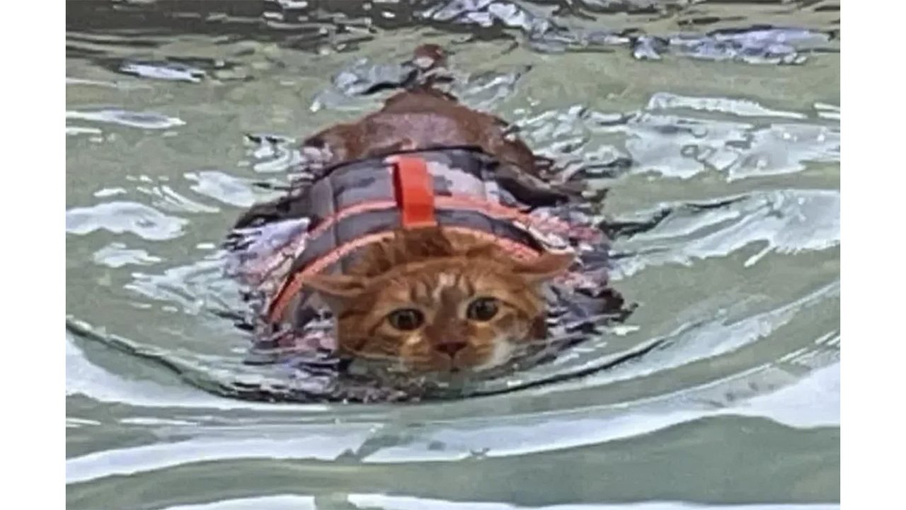Кот по имени Тай похудел за счет плавания