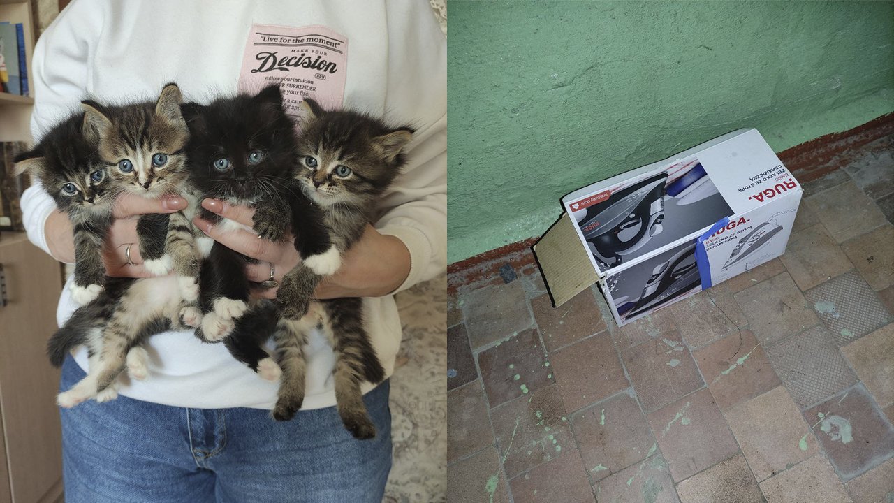Котята и коробка от утюга, в которой их нашли Котята и коробка от утюга, в которой их нашли