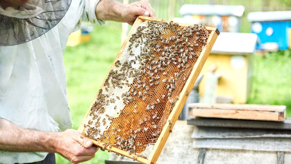 Мужчина держит пчелиные соты в рамке на фоне улья