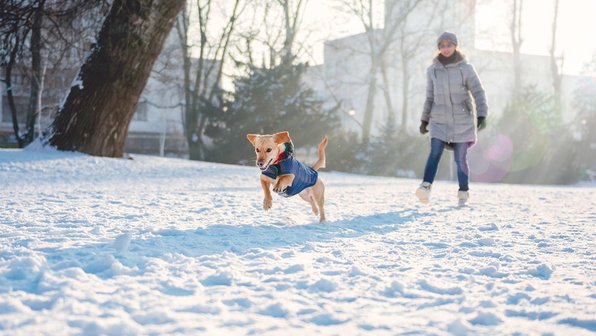 Какие развлечения с собакой стоит попробовать зимой