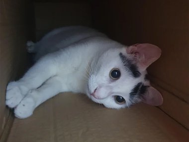 Кошка лежит в коробке
