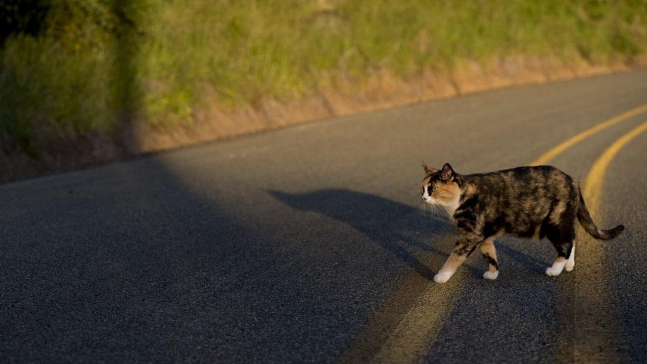 Звуки гуляющих котов. Как кошки находят дорогу домой. Все коты находят дорогу домой или нет.