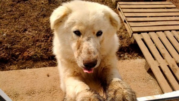 Белоснежный щенок Умка покорил сердца людей и нашел дом
