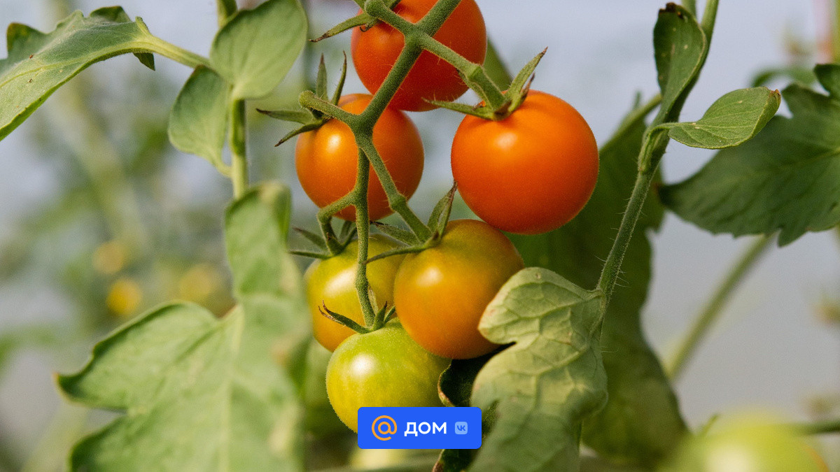 Подкормка помидоров дрожжами: 7 рецептов для улучшения урожая - Дом Mail.ru