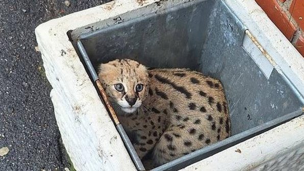 На мусорке в Питере нашли невероятно дорогого кота