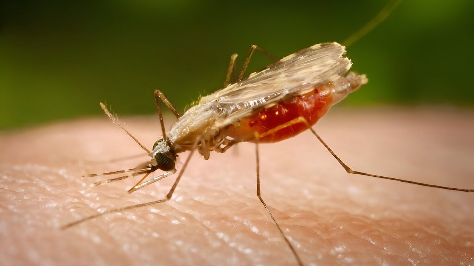 Комар Anopheles minimus Комар Anopheles minimus