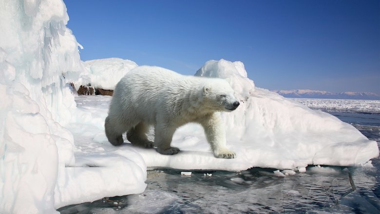 Ученые говорят, что потепление климата в первую очередь затрагивает высокие широты, главным образом — Арктику. Фото: Depositphotos