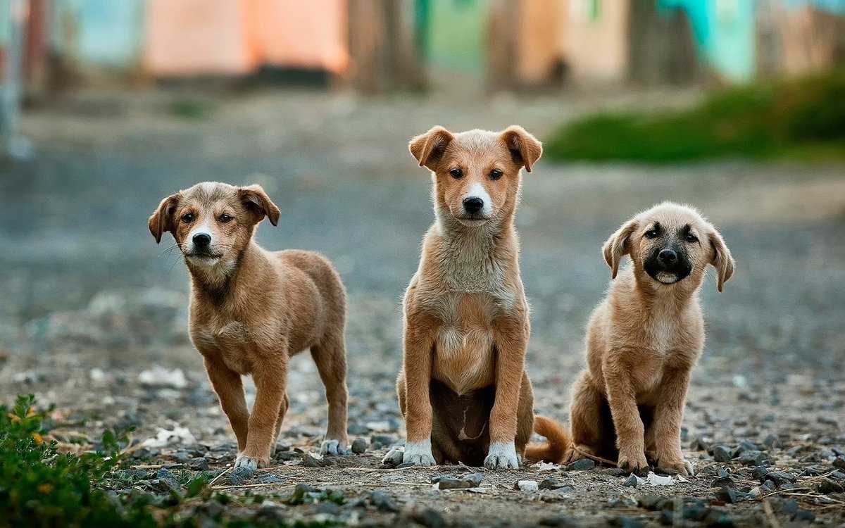 dogs-984015_1920_nweTJdn