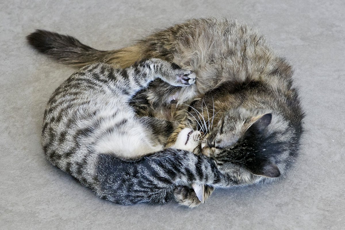 Кошка Сильва и кот Флинт (слева-направо).
