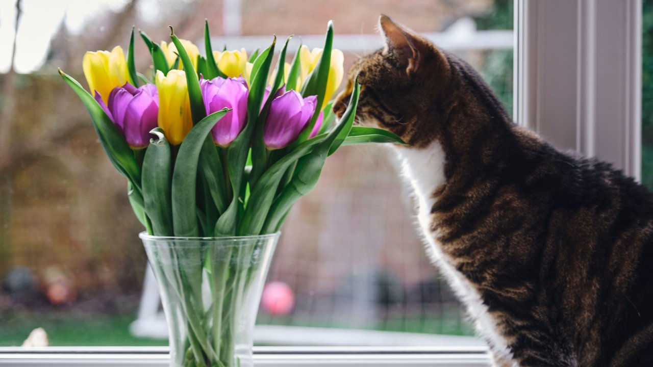 Кошка ест цветы