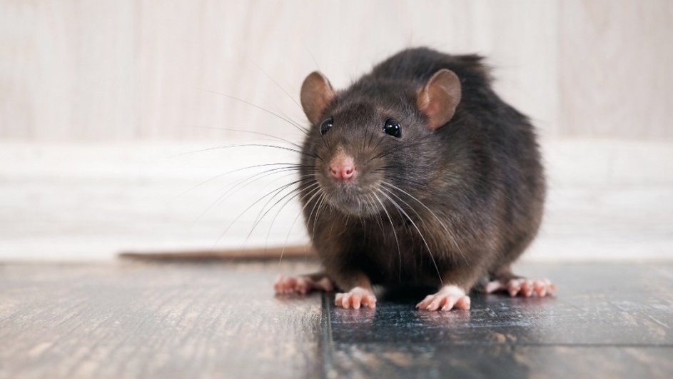 Серая крыса сидит на коричневом полу