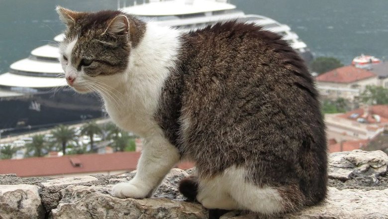 Черногорский кот из аккаунта Gallagher.emelliano