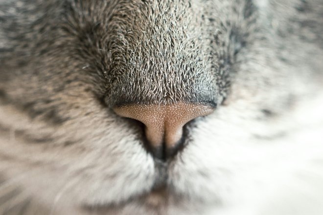 Кошка Кошка