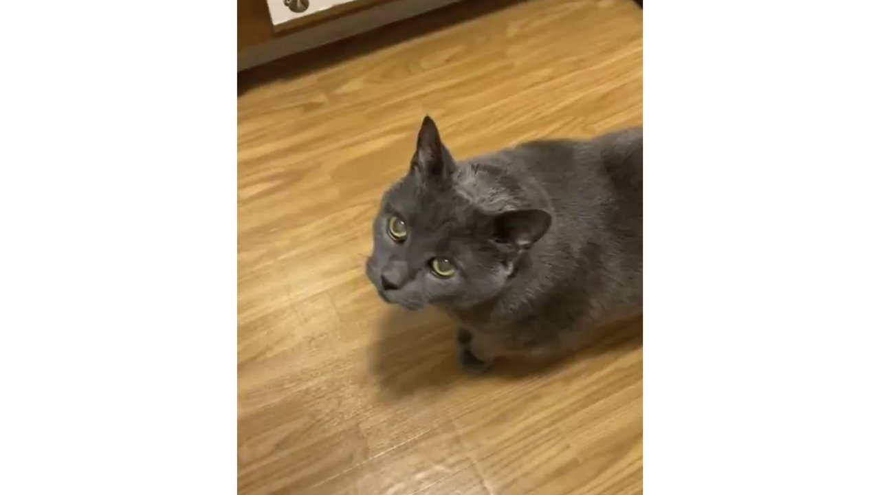 Кот отмечает свой день рождения