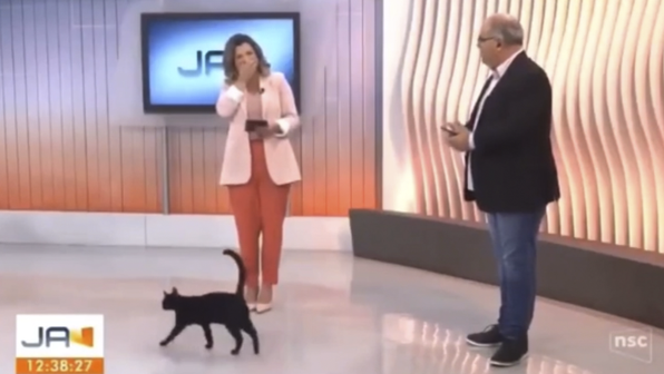 Кошка захотела стать телеведущей и выбежала в студию в прямом эфире