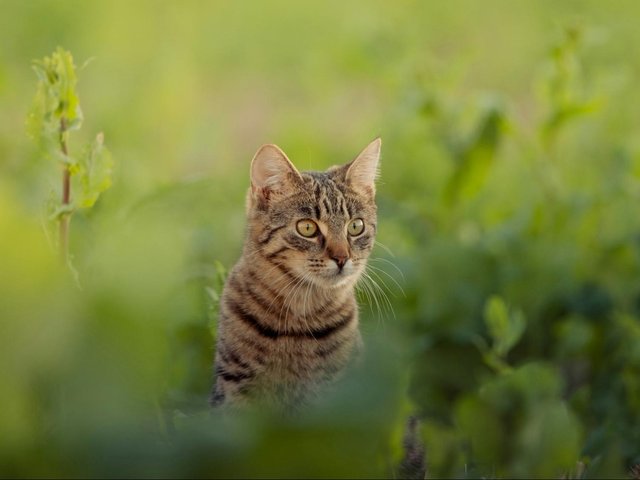 Блудный кот: почему кошки уходят из дома