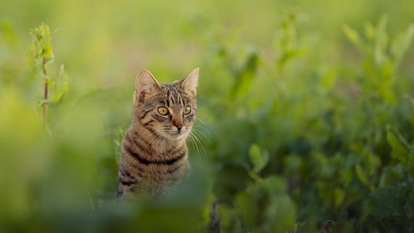 Блудный кот: почему кошки уходят из дома