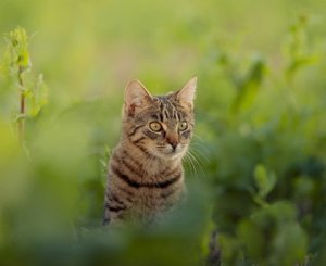 Потерявшаяся кошка сидит на улице и ждет, пока хозяева ее отыщут