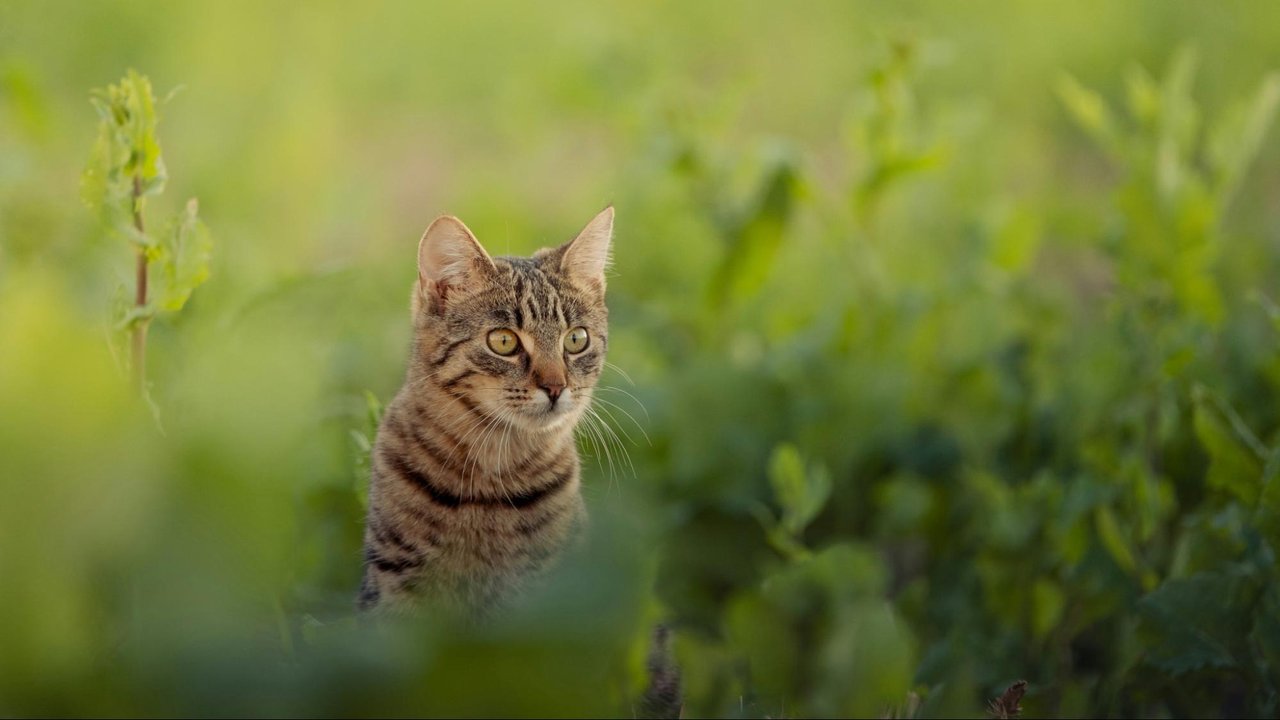 Потерявшаяся кошка сидит на улице и ждет, пока хозяева ее отыщут