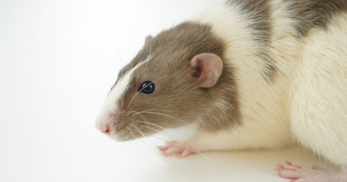 Ученые вырастили шестиногих мышей