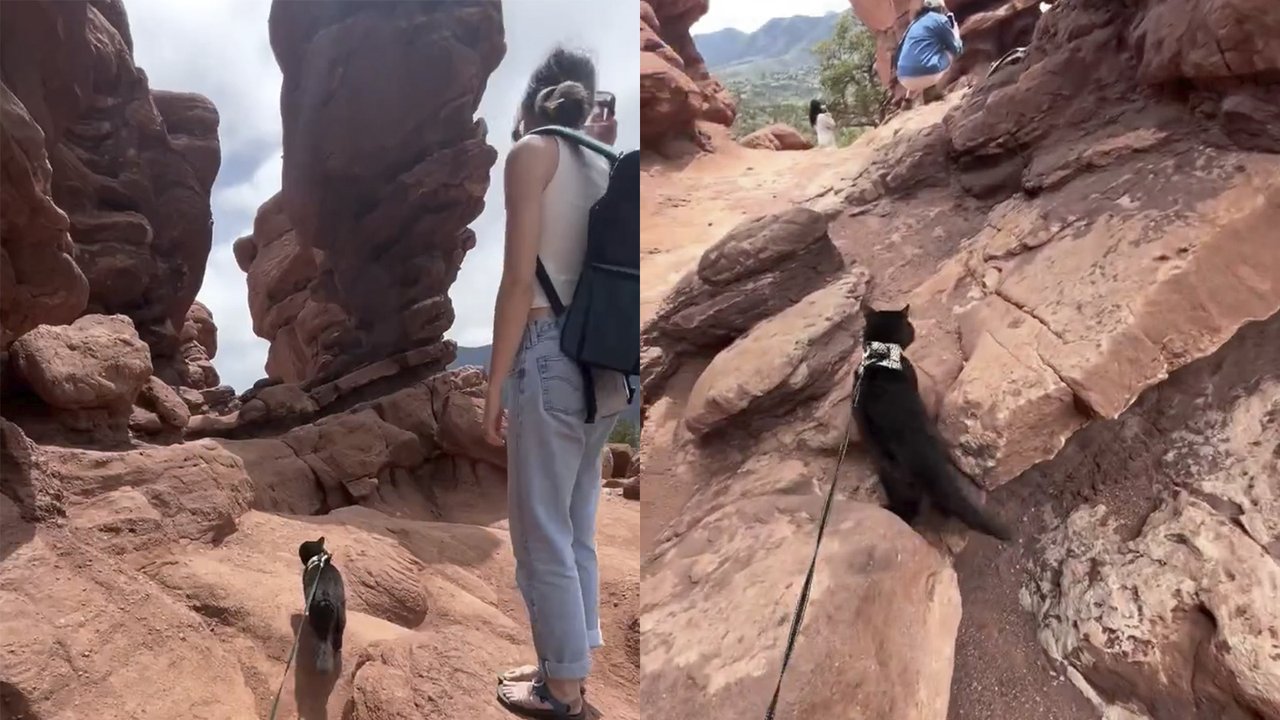 Кот в горах
