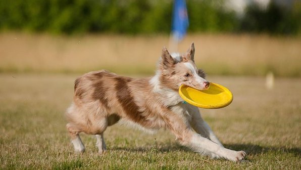 Бег, а также прыг: виды спорта с собаками