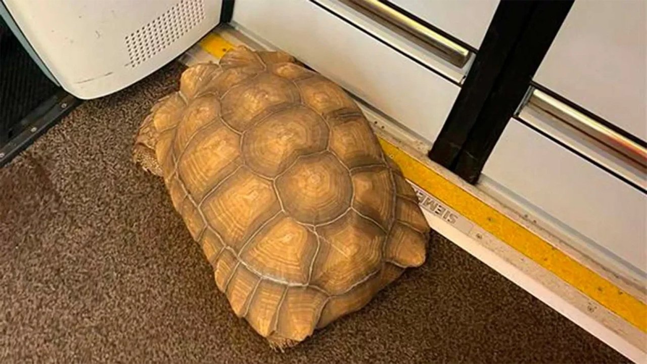 Черепаха Черепаха