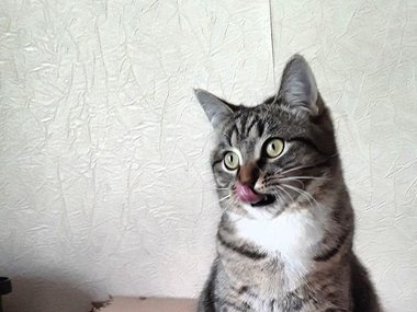 Кошечка по имени Снежка Кошечка по имени Снежка