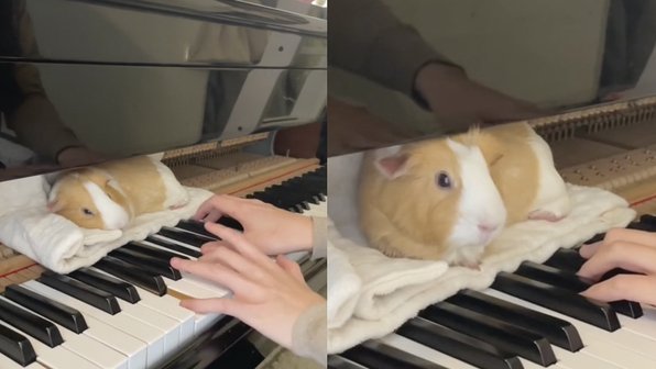 Морская свинка слушает игру пианистки, чтобы успокоиться