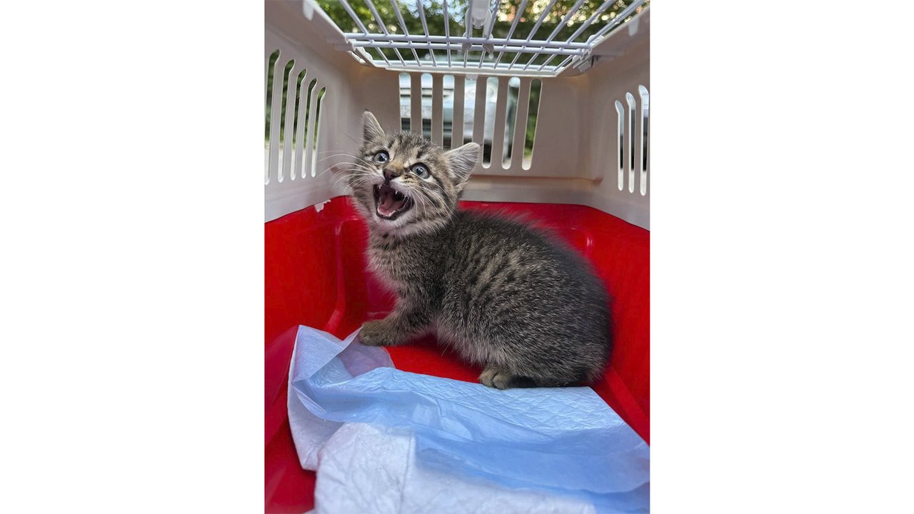 Котенок в переноске мяукает Котенок в переноске мяукает