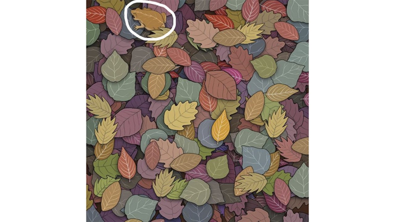 Лягушка в листьях