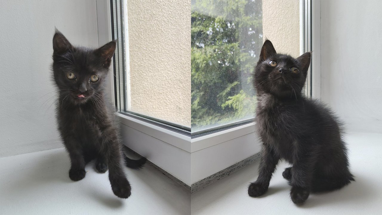 Черный котенок, спасенный собакой Черный котенок, спасенный собакой