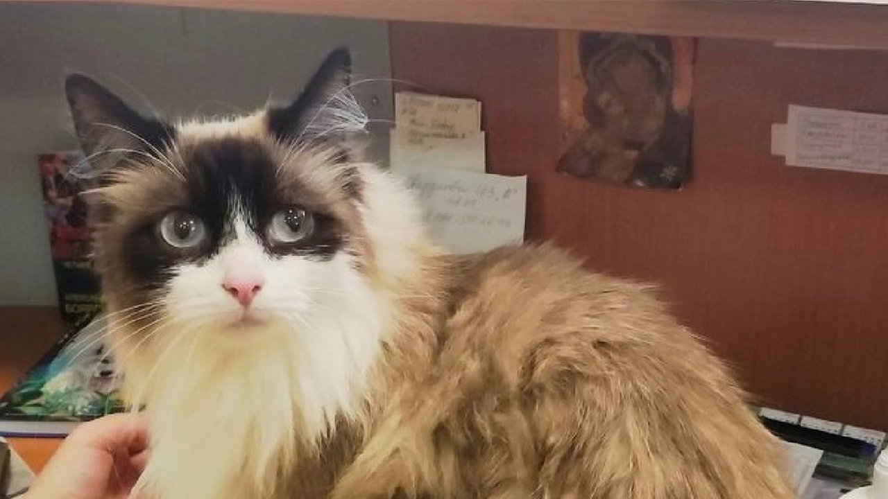 Трехцветная кошка Трехцветная кошка