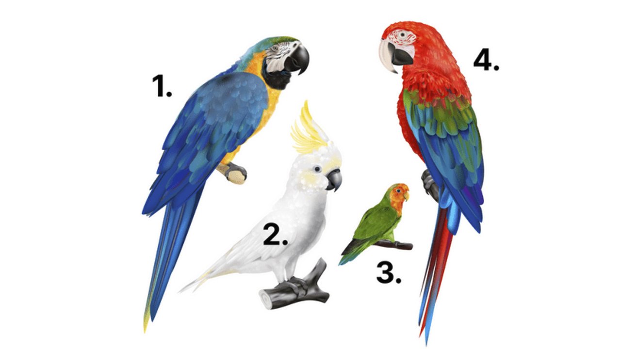 Выберите попугая и пройдите тест
