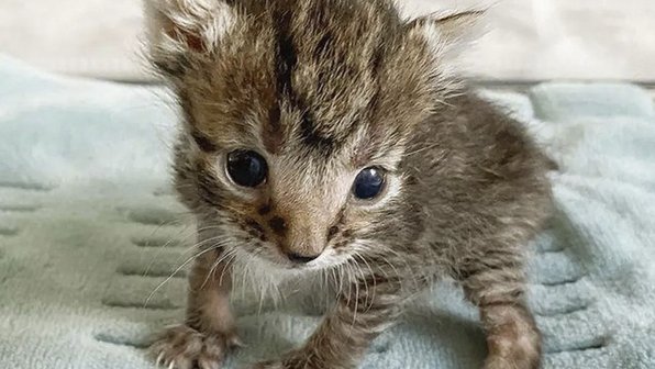 Люди нашли недоношенного котенка и вернули его к жизни