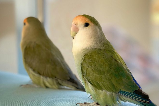 Птица виджет Птица виджет