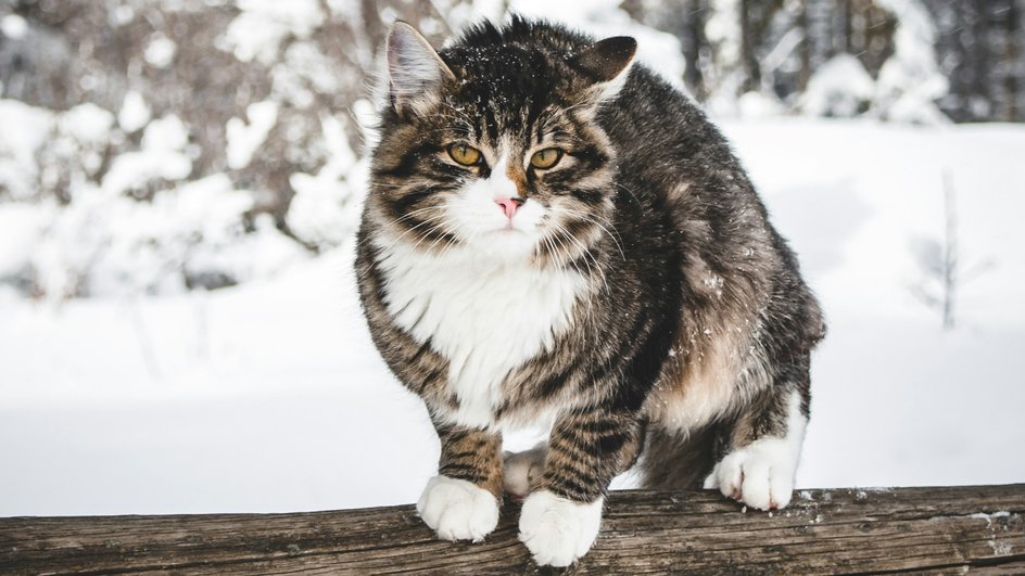 Кошка на прогулке зимой