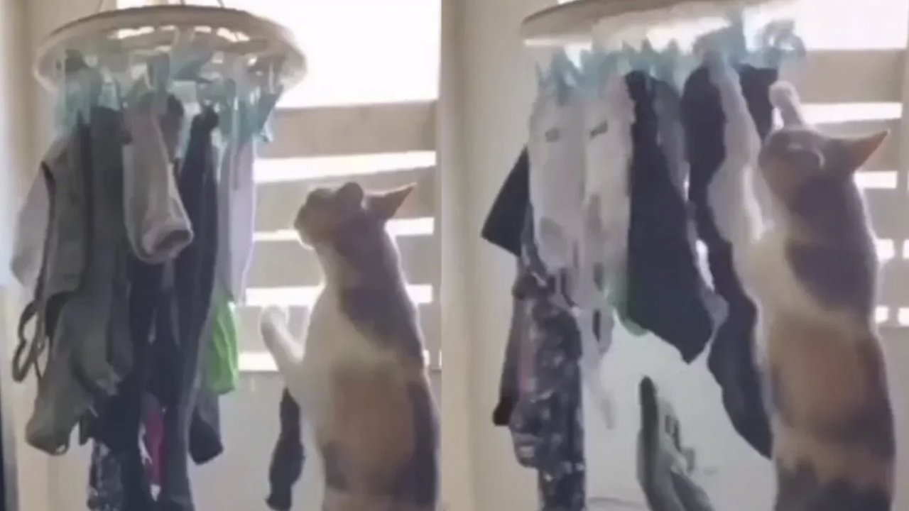 Кошка снимает вещи с сушилки Кошка снимает вещи с сушилки
