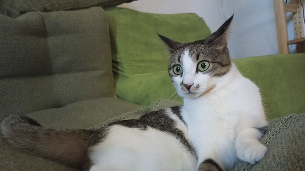 Ветеринар рассказал, что будет, если постоянно кормить кота печенкой