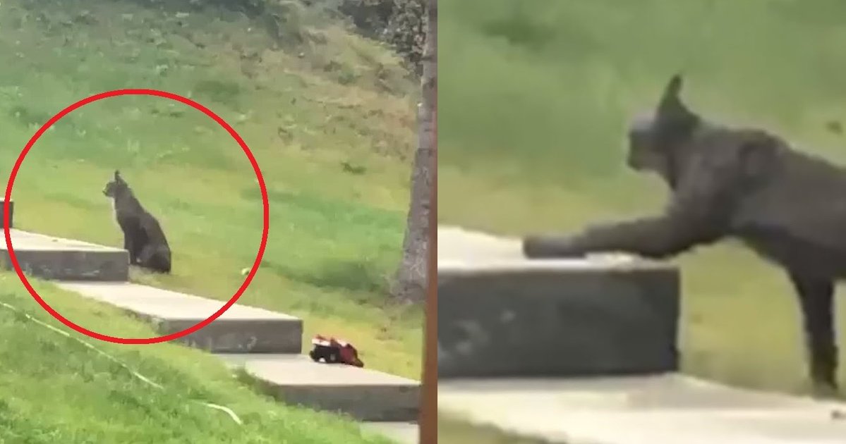 Видео дня: черная канадская рысь впервые попала на камеру