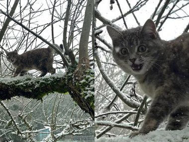 Кот впервые видит снег