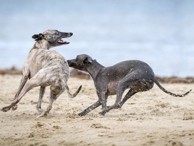 «Со скоростью света»: как быстро умеют бегать собаки