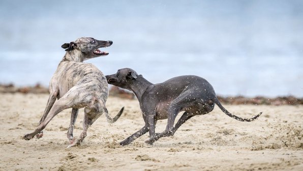 «Со скоростью света»: как быстро умеют бегать собаки