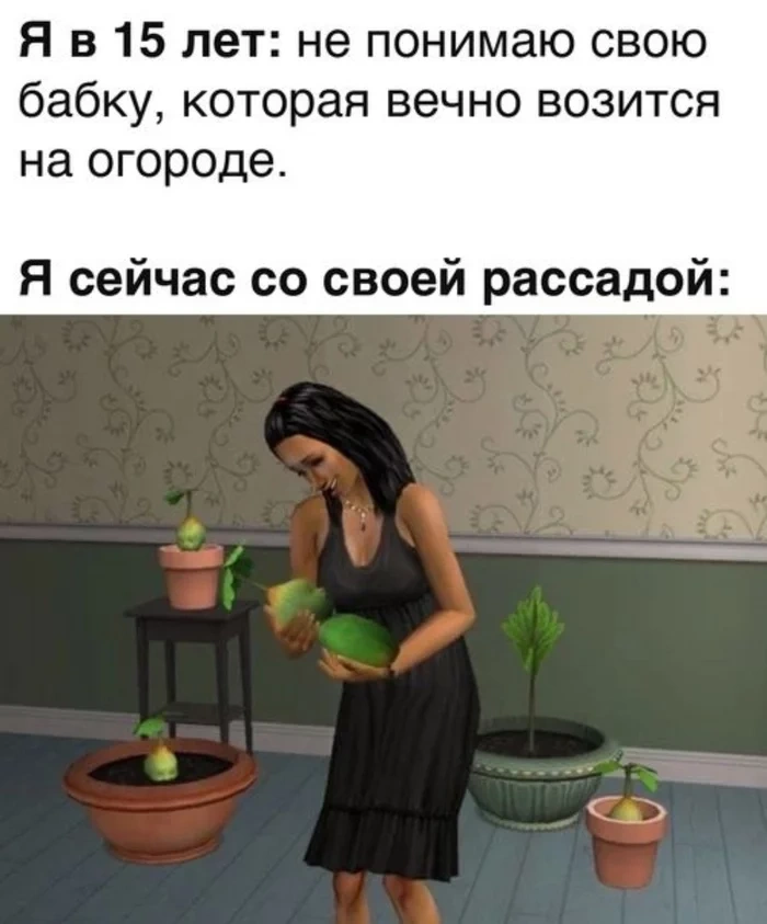 Рассада, моя рассада Рассада, моя рассада