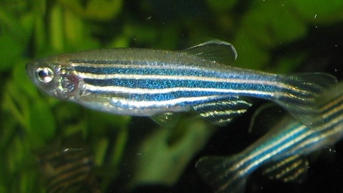 Данио-рерио (zebrafish) Данио-рерио (zebrafish)