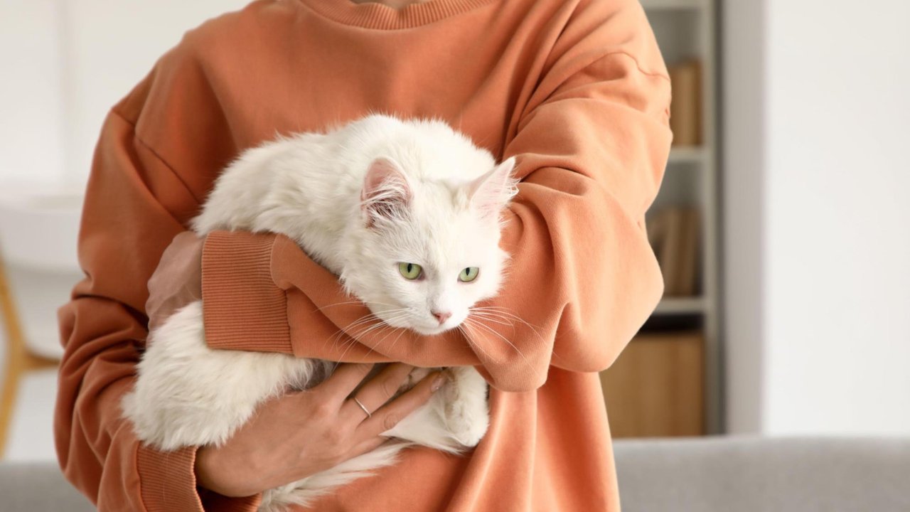 Кошка на руках у хозяйки Кошка на руках у хозяйки
