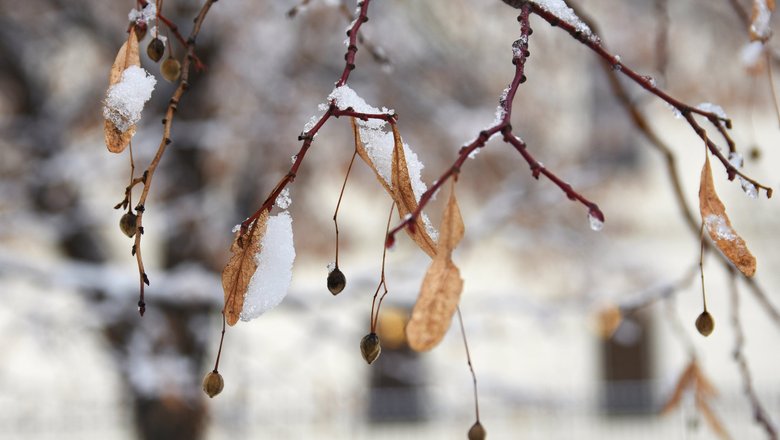 Зимние плоды клена — двукрылатки Зимние плоды клена — двукрылатки