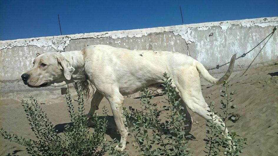 Булли кутта Булли кутта